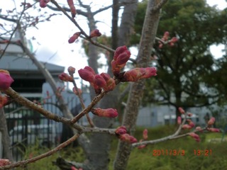 20110303-CIMG0274