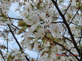 20100402-CIMG1321�󿧺�