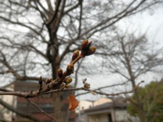 20120318-P3180909