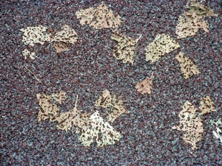 20120102c-P1010580