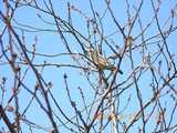 桜と鳥-3/15