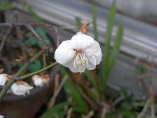 20120318-P3180908