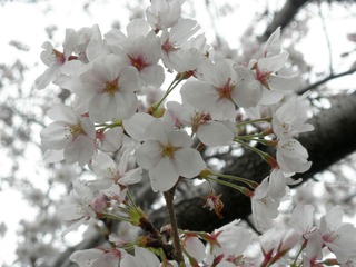 20120407-P4070966