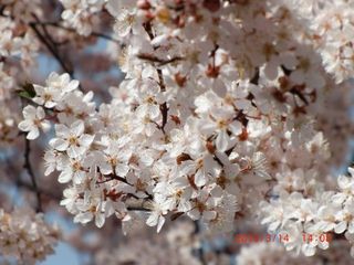 20100314-CIMG1063ベニバスモモ