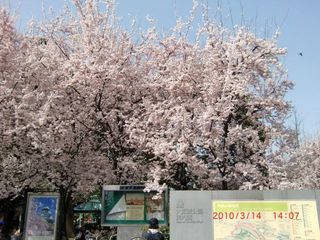 20100314-CIMG1061桃