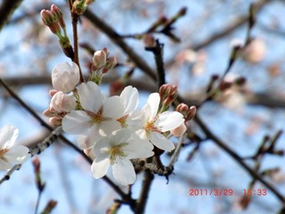 20110329-CIMG2929