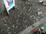 20091005-CIMG2403