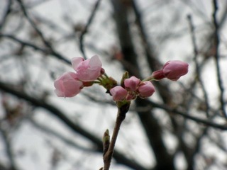 20120331-P3310955