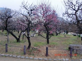 20100131-CIMG0426梅林