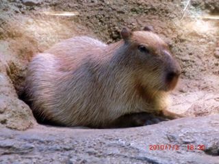 20100703-CIMG1845���ԥѥ�