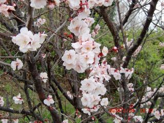 20100228-CIMG0904巽東緑地梅