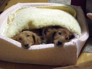 20111225-PC240547