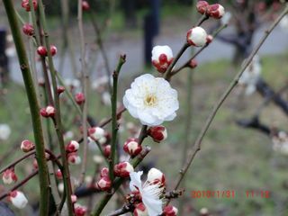 20100131-CIMG0432梅