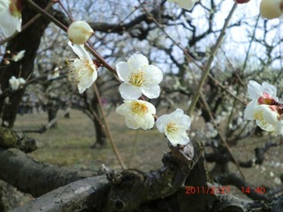 20110227a-CIMG0241