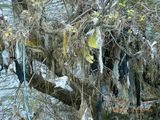 20091214-RIMG5511大和川ゴミ