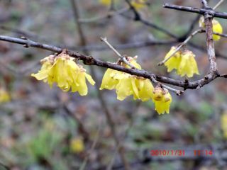 20100131-CIMG0435梅