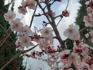 20100228-CIMG0906巽東緑地梅