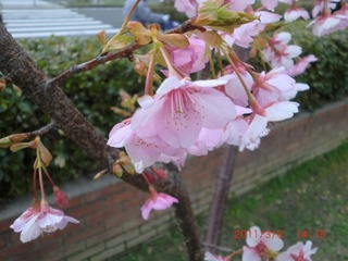 20110308-CIMG0356