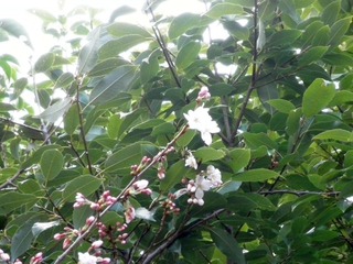 20120331-P3310948