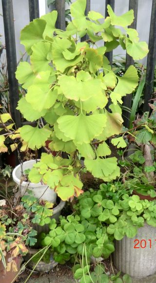 20111229-CIMG0370