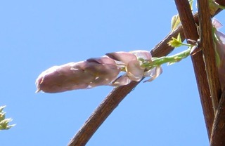 20110413-CIMG0840