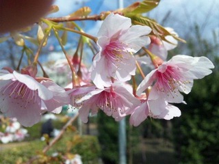 20110308-SH3G00620001
