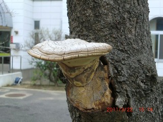 20110322-CIMG0453