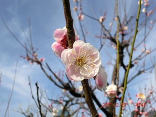 20110227a-CIMG0249