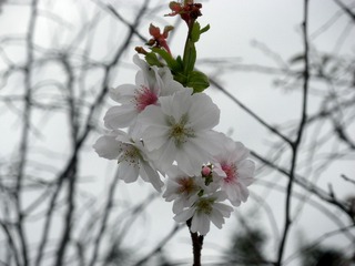 20111104a-PB030127