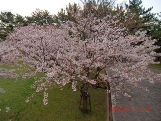 20100402-CIMG1332�󿧺���