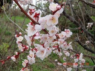 20100228-CIMG0905巽東緑地梅