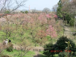 20100314-CIMG1055梅木