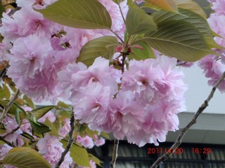 20110421-CIMG0886