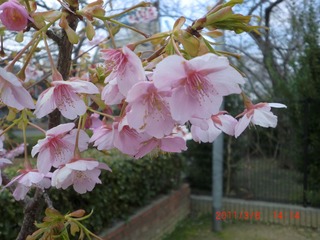 20110308-CIMG0353
