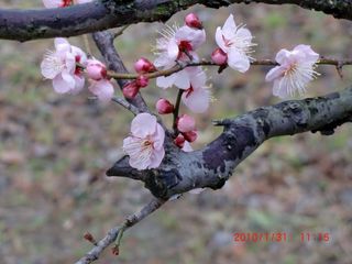 20100131-CIMG0436梅