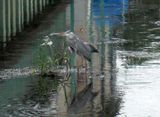 20090927-CIMG2370