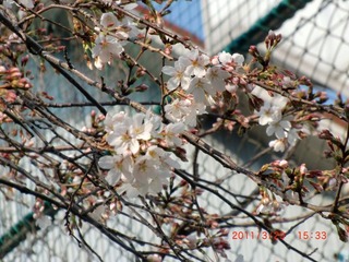 20110329-CIMG2927