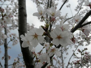 20120407-P4070974