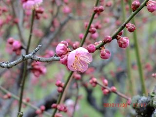 20100131-CIMG0431梅