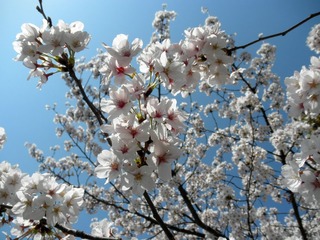20120408-P4080990