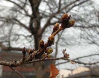 20120331-P3180909