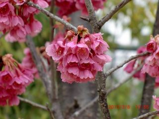 20100308-CIMG0959うつぼ公園