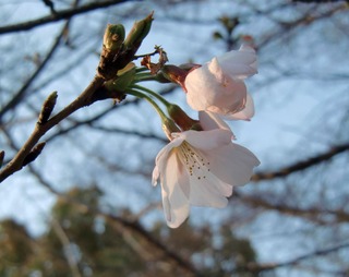 20110331-CIMG2958