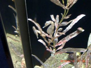 20100214-CIMG0561タツノオトシゴ
