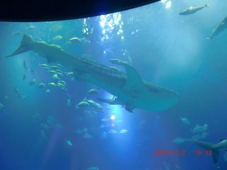 20100703-CIMG2015����٥�����
