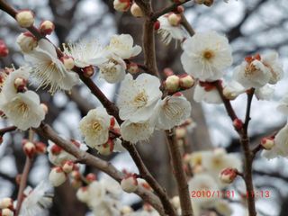 20100131-CIMG0434梅