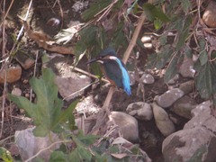 境川のカワセミ2