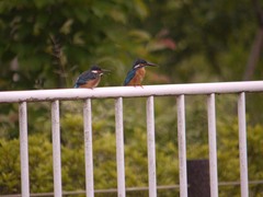 和泉川のカワセミ3