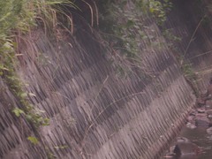 湯布院のカワセミ7