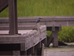 厳島湿生公園のカワセミ3